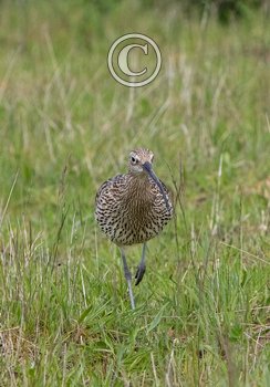   Common Curlew DM2052